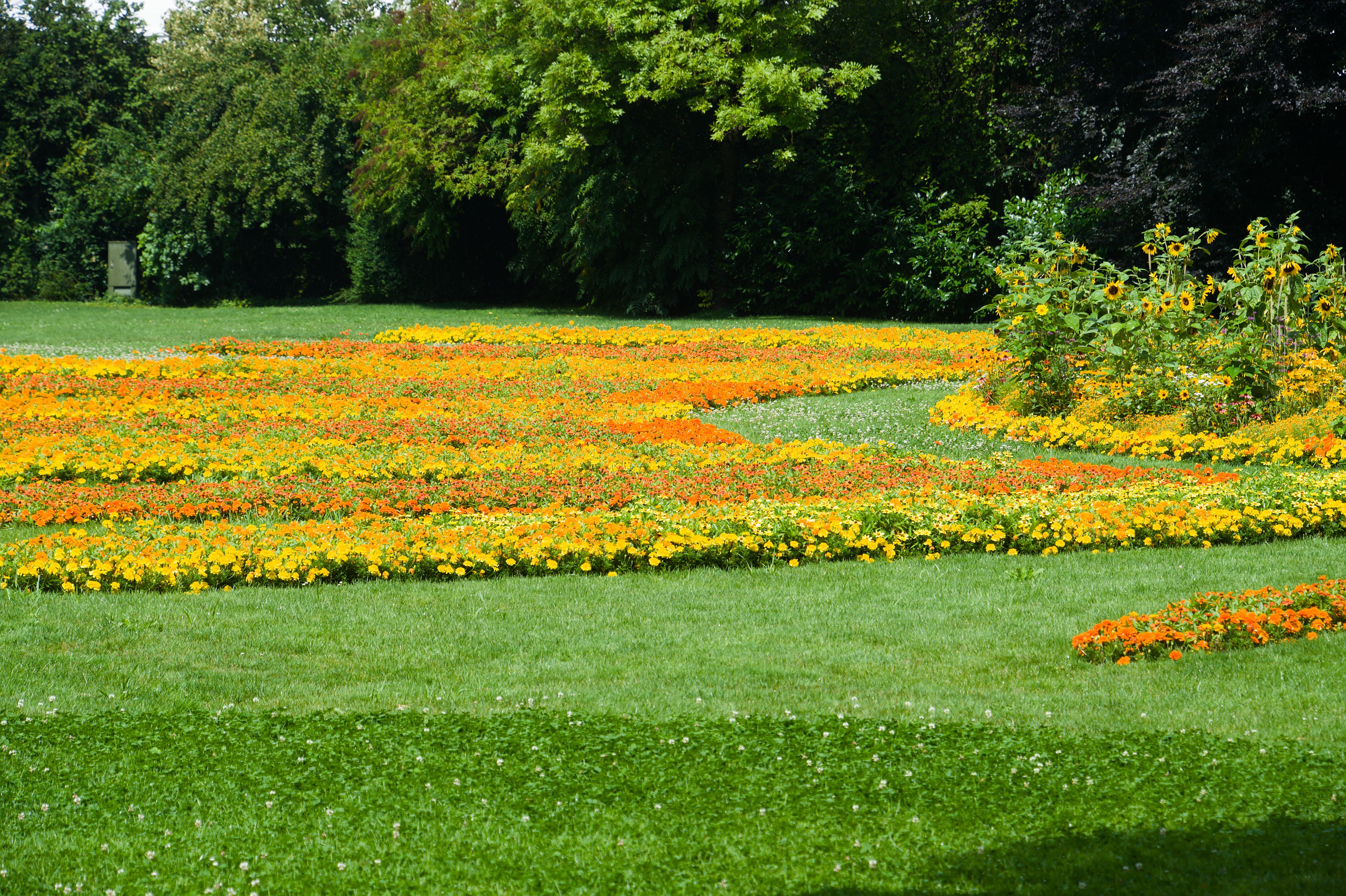 L'harmonie des couleurs dans votre petit jardin maison : le guide du cercle chromatique végétal pour