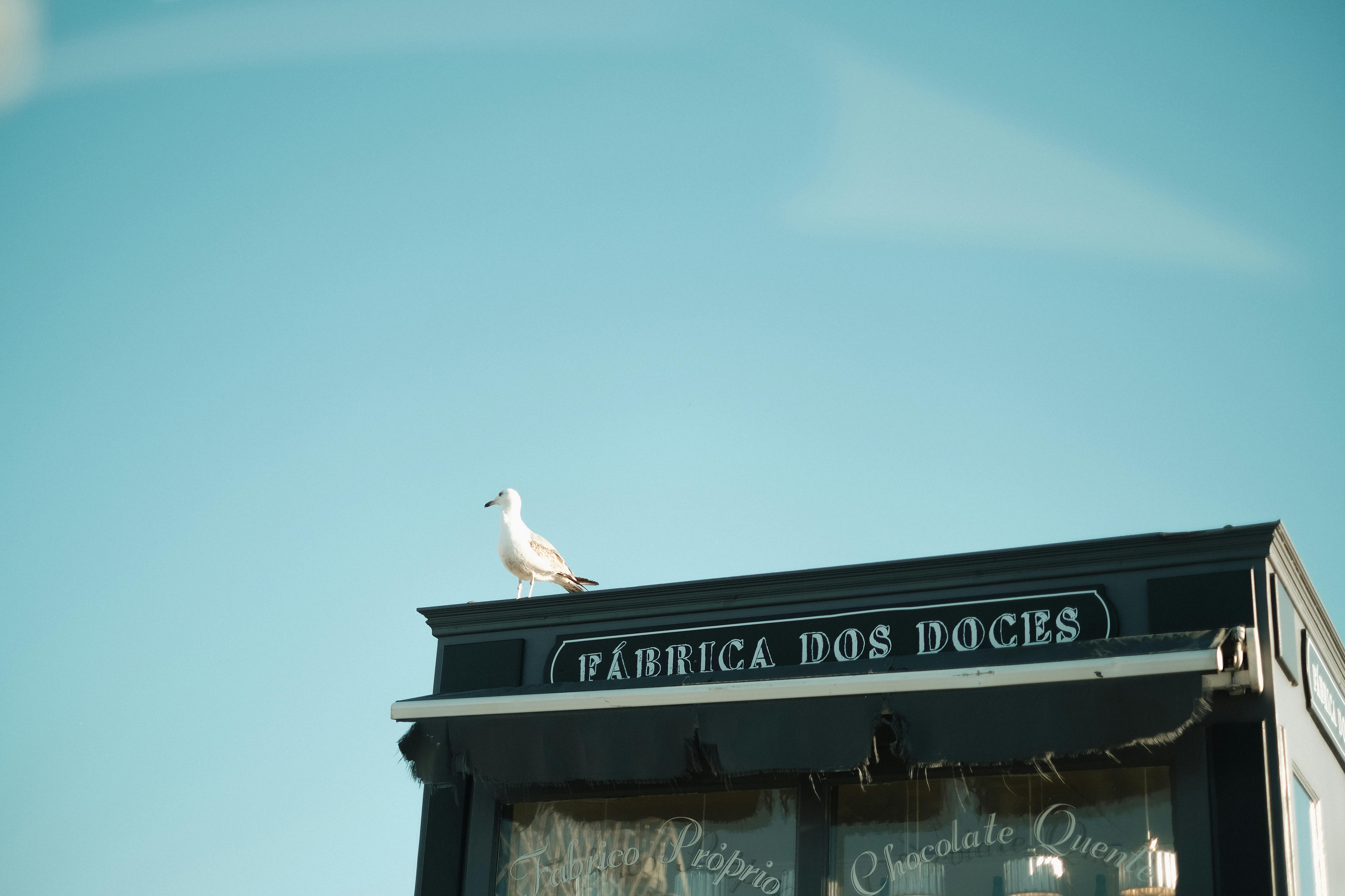 A seagull perched on the rooftop of Fábrica dos Doces against a clear blue sky.