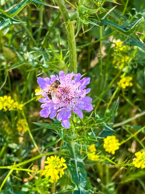 Free nature Stock Photo