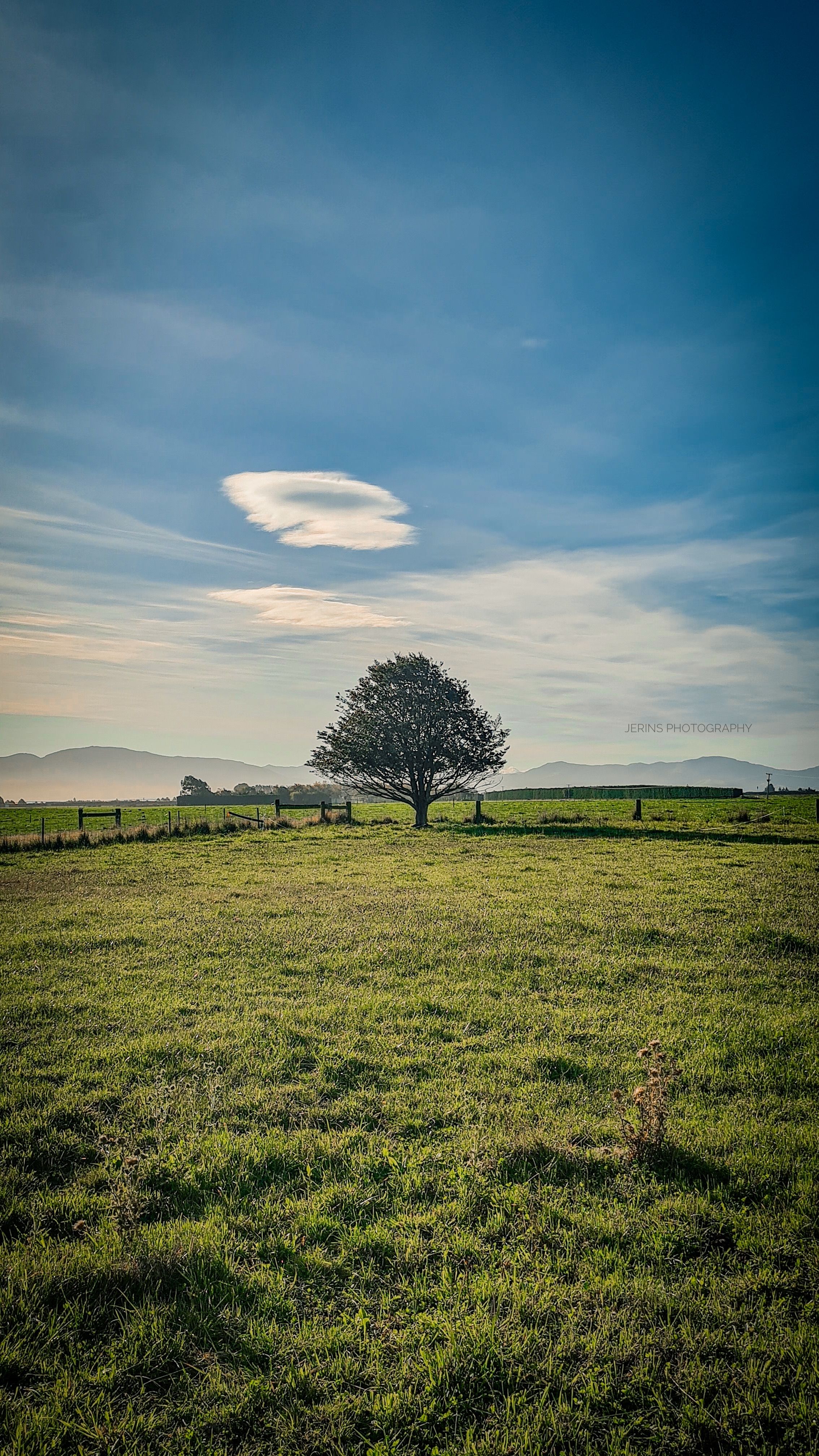 Solitary Tree in Open Green Field Under Blue Sky · Free Stock Photo