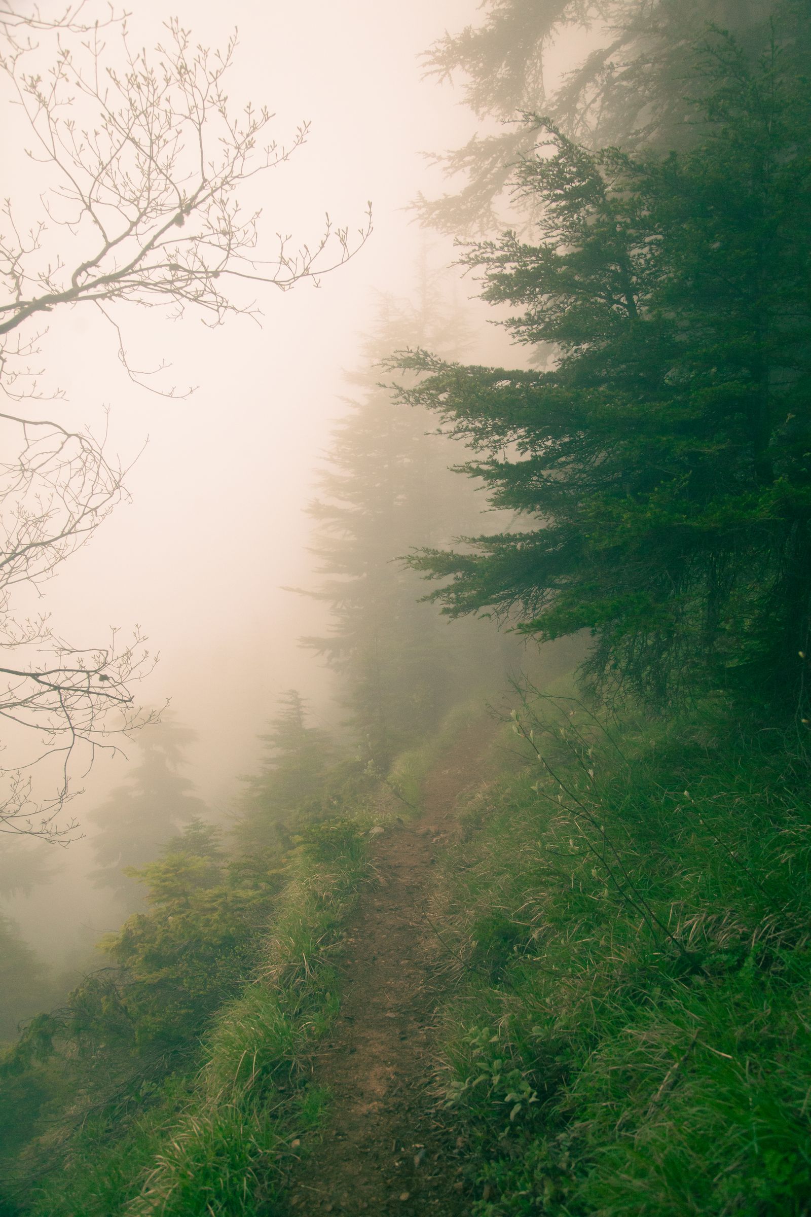 A misty forest hiking trail beneath tall green trees