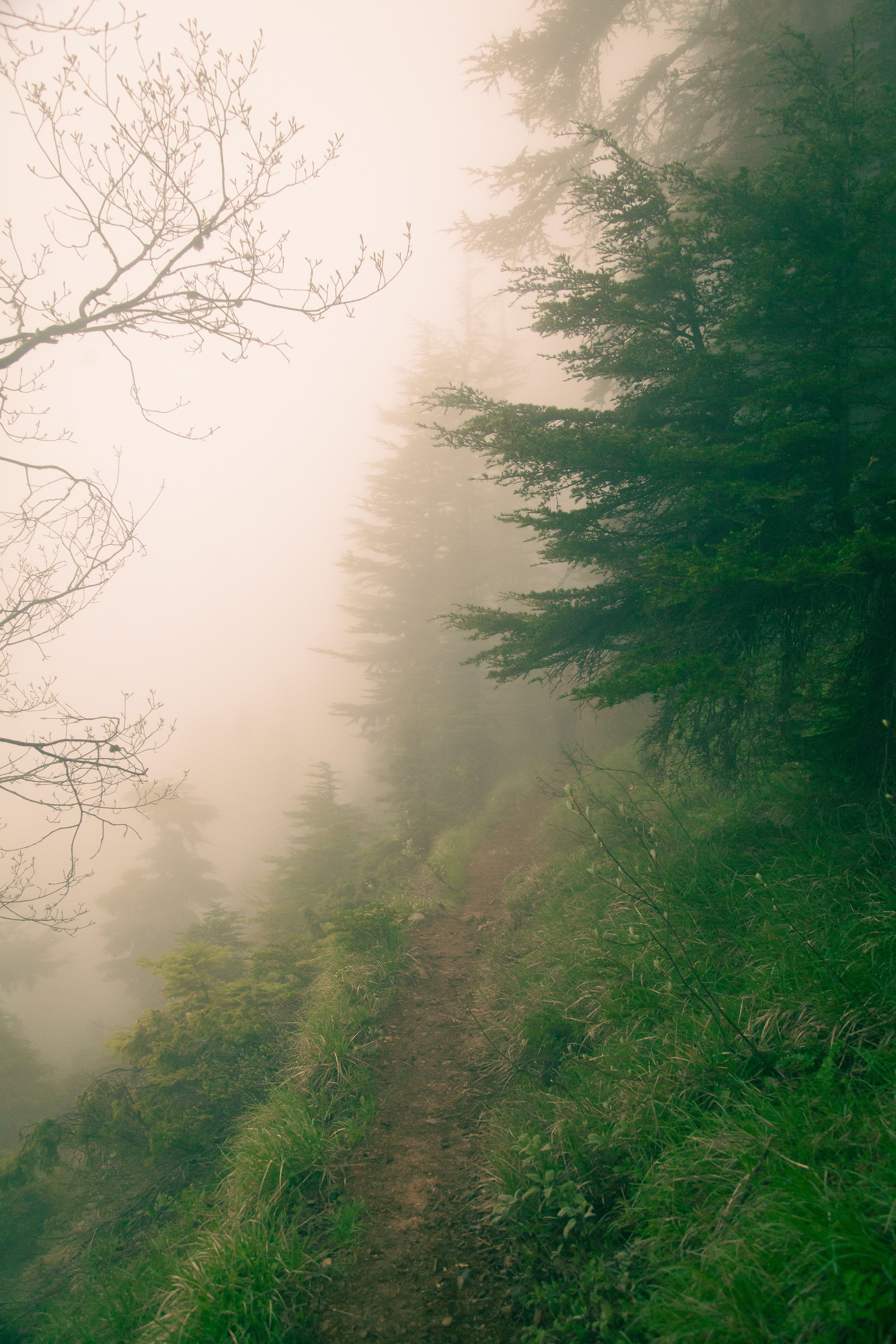 A foggy road in the woods with trees · Free Stock Photo