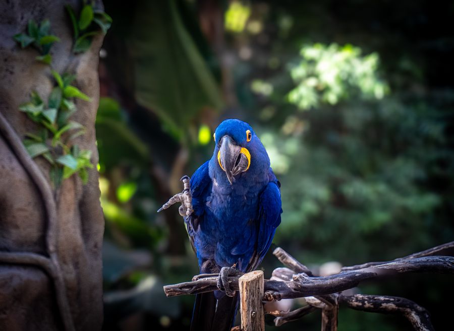 Hyacinth macaw in lush habitat