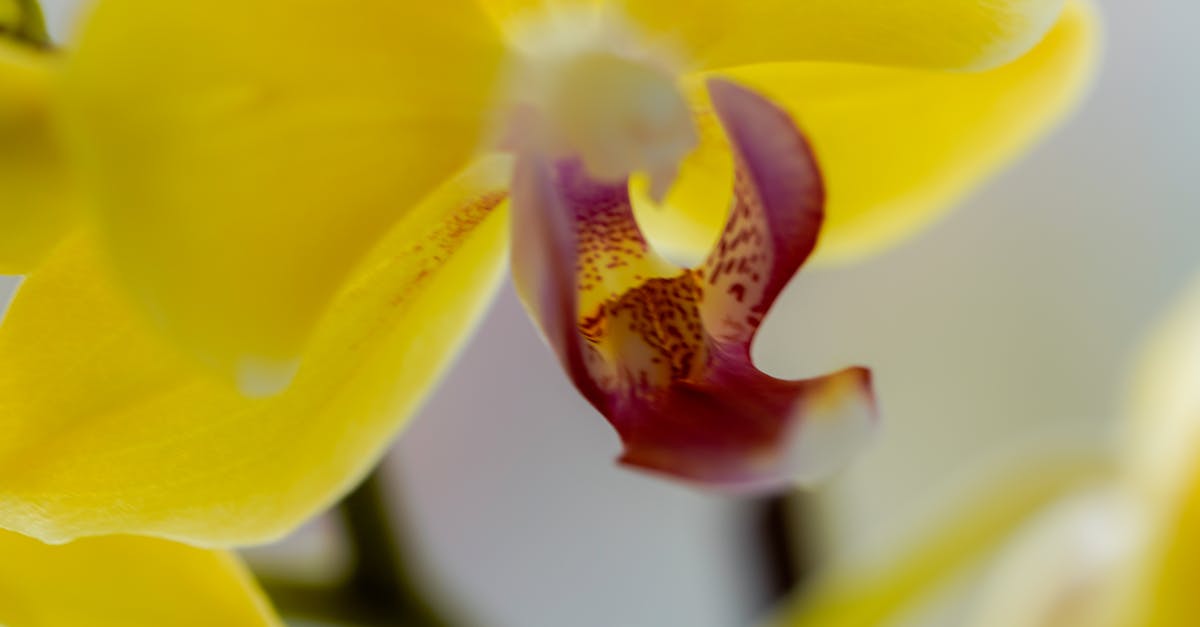 台南推母親節送蘭花,讓美學融入生活文化