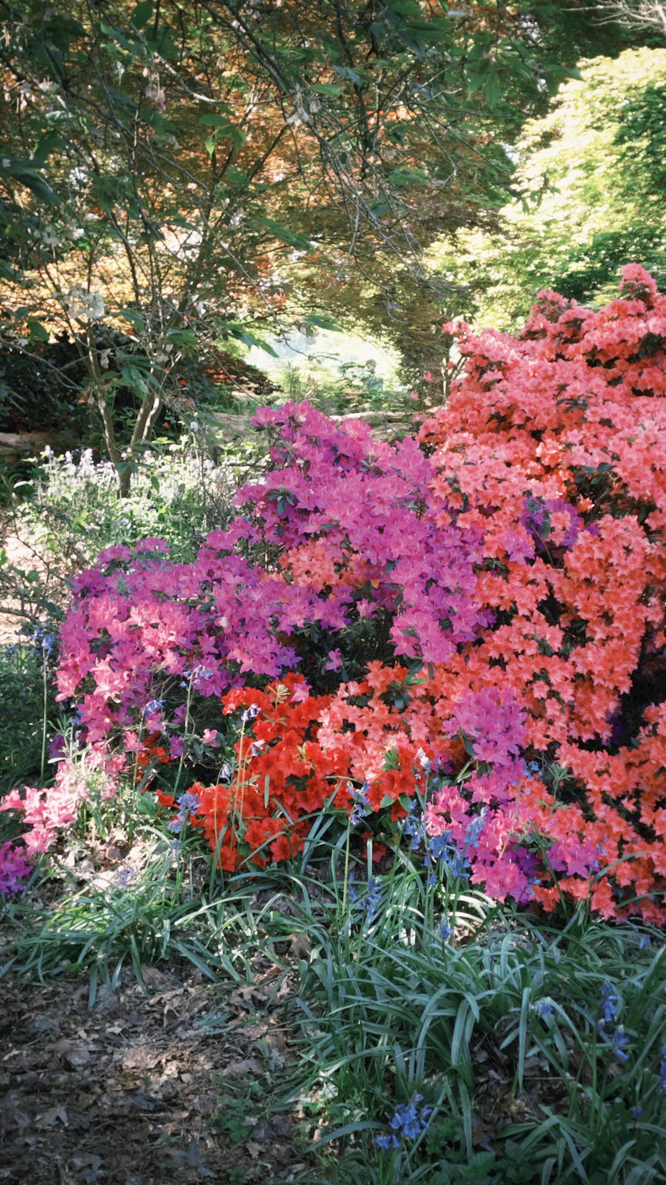[ColoSach]-colorful-azalea-flowers-in-a-spring-garden,-showcasing-bright-pink-and-orange-hues.