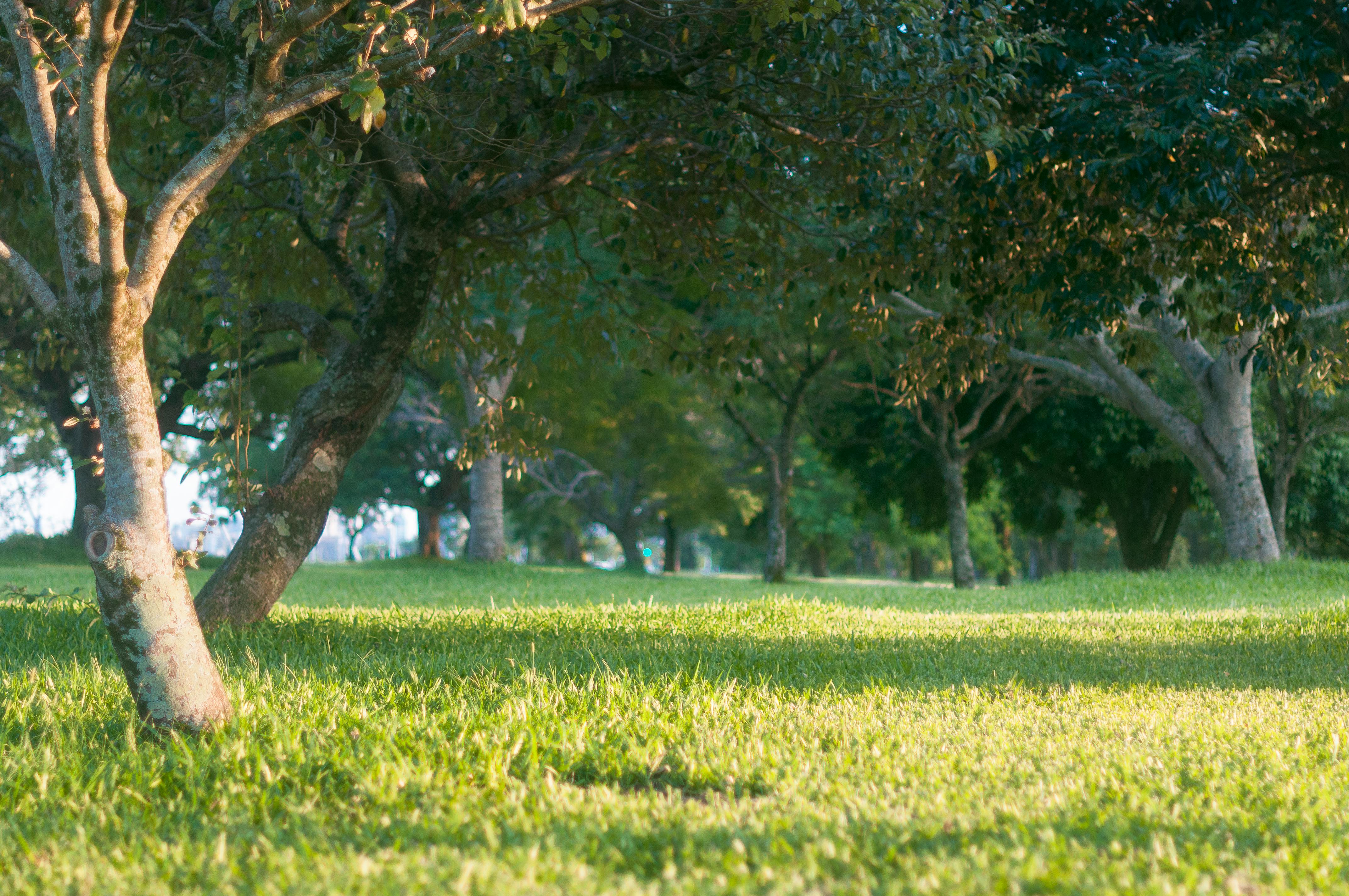 Kostenlos Ruhiger Blick auf einen üppig grünen Park mit Bäumen, die sanfte Schatten werfen, in Porto Alegre, Brasilien. Stock-Foto