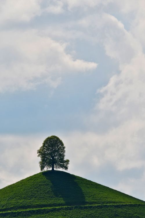Free A solitary tree atop a lush green hill beneath a partially cloudy sky. Stock Photo
