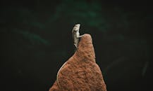 一只蜥蜴坐在红色岩石上，背后是深绿色的森林，展现出野生动物的简单之美