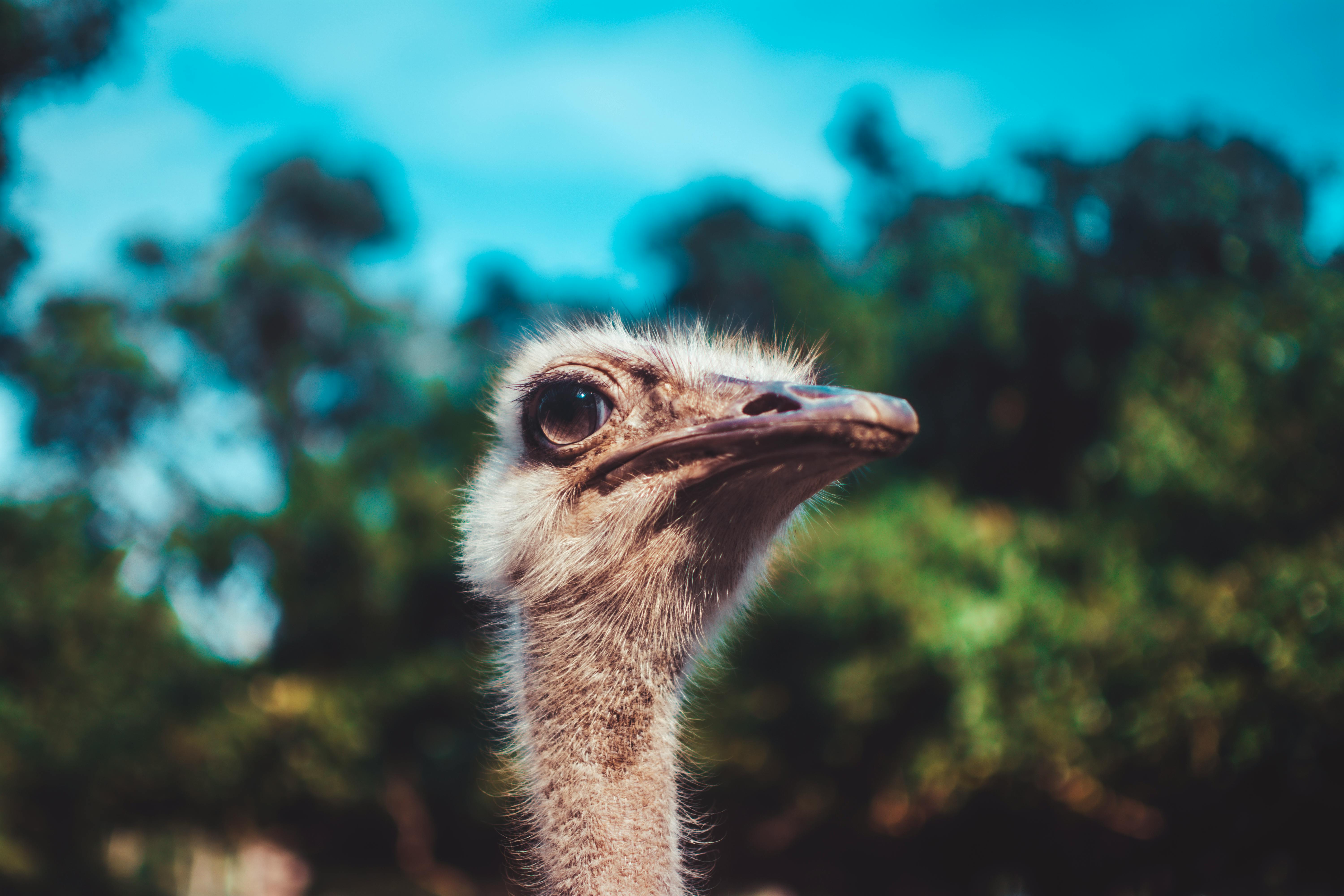 Foto Stok Gratis Tentang Binatang Burung Unta Fauna