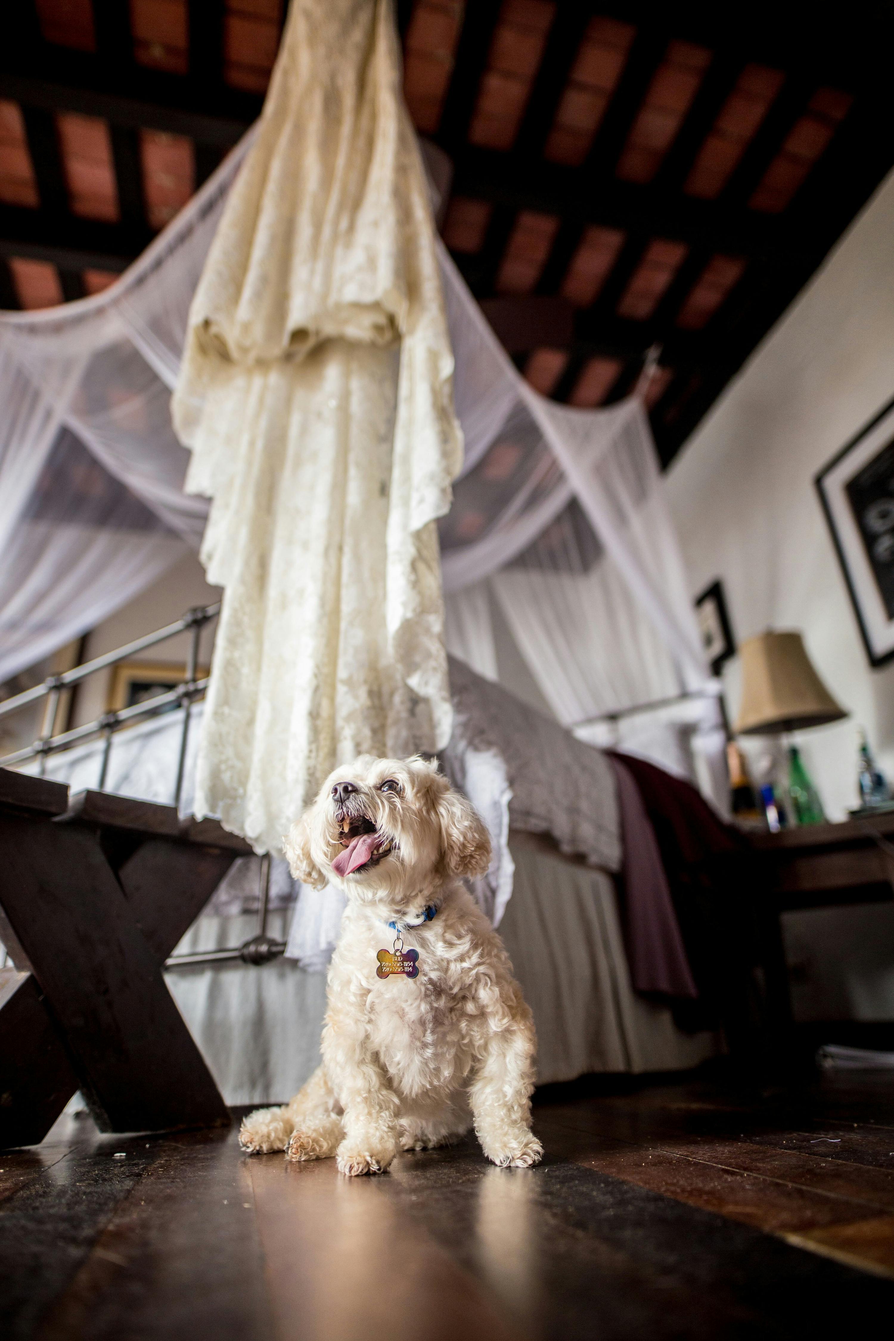 穿着婚纱的可爱贵宾犬在舒适的卧室里散发着温暖和魅力