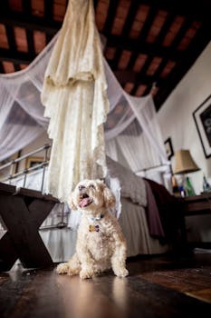 穿着婚纱的可爱贵宾犬在舒适的卧室里散发着温暖和魅力