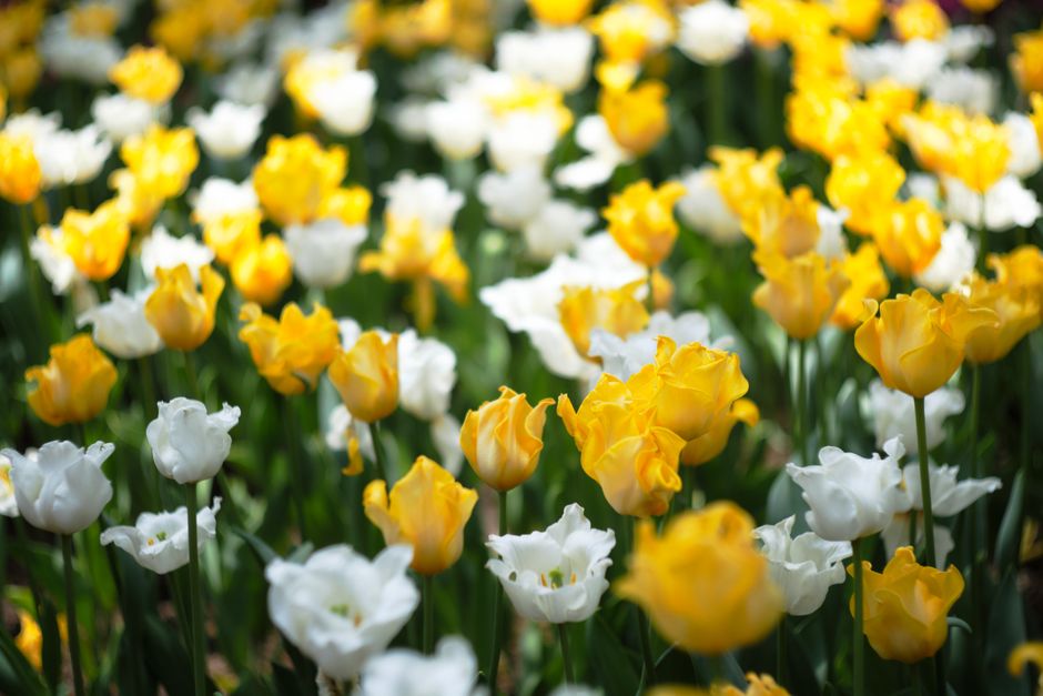 spring garden