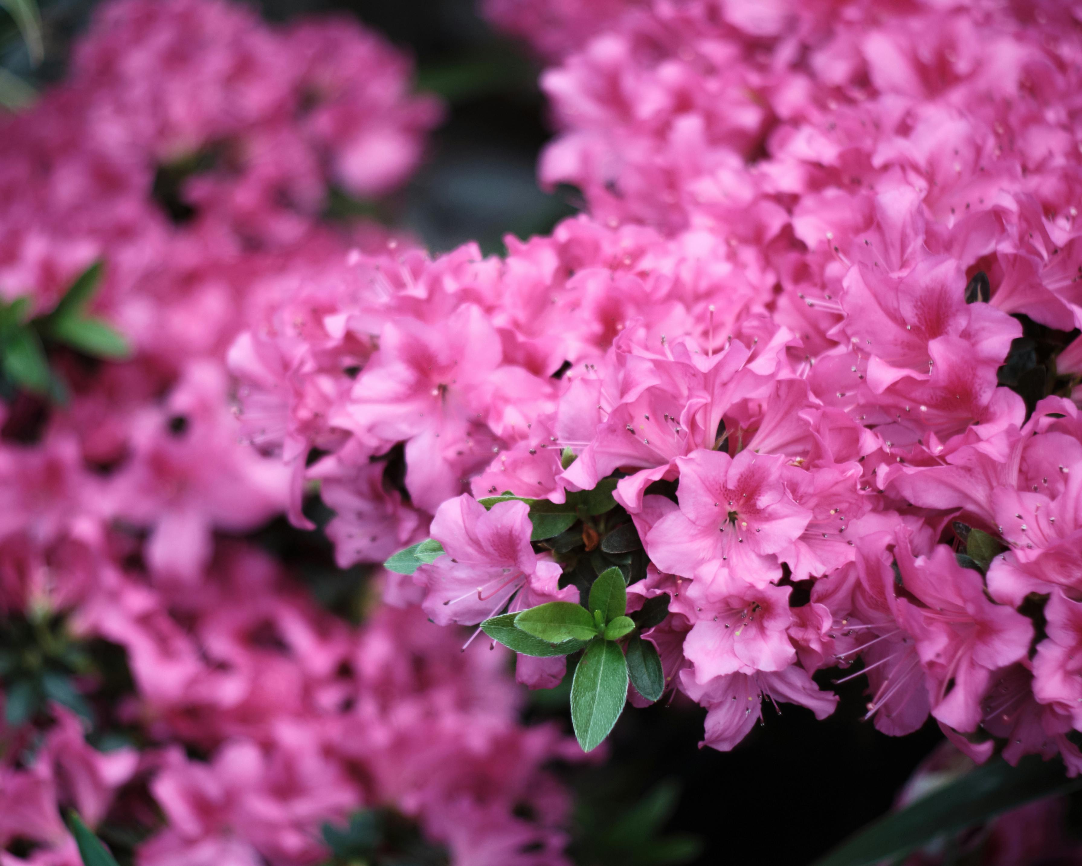 NC Azalea Festival begins search for new executive director — Photo by CK Seng on Pexels