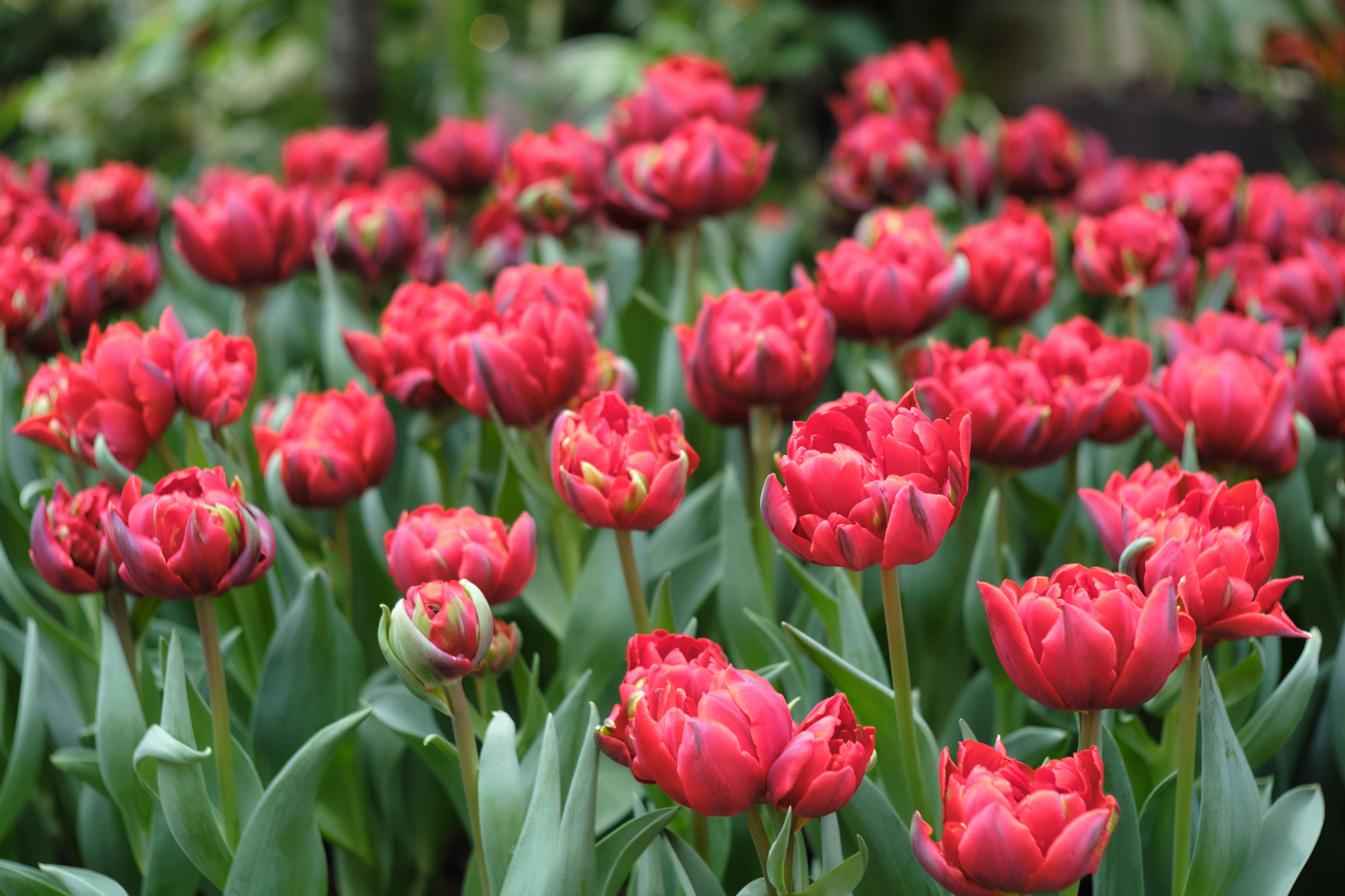 Vibrant Red Tulip Field in Bloom During Spring · Free Stock Photo