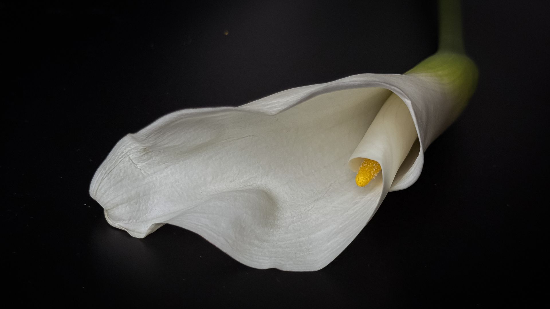 Elegant white calla lily with yellow spadix on a dark background. Perfect for floral decor.