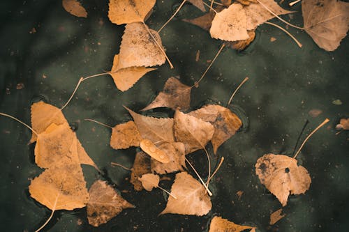 Braune Blätter Auf Dem Wasser