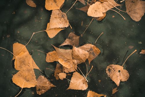 Free Dry leaves floating on a water surface, showcasing autumn textures and colors. Stock Photo