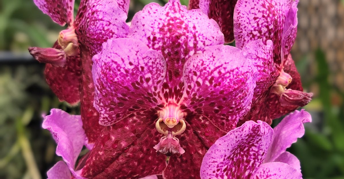 台南推母親節送蘭花,讓美學融入生活文化