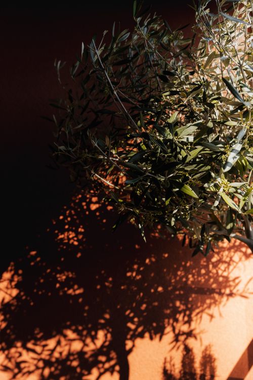 Free Artistic shadow of an olive tree branch on a terracotta wall, creating a natural texture. Stock Photo