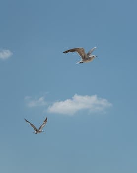Two seagulls flying gracefully in a clear blue sky over Chicxulub, Yucatán, Mexico.