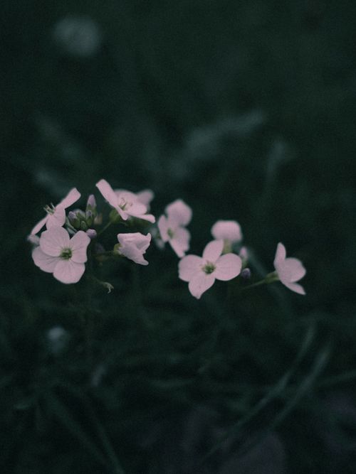 Free Close-up of delicate pink flowers with a darkened background, evoking a serene and muted mood. Stock Photo