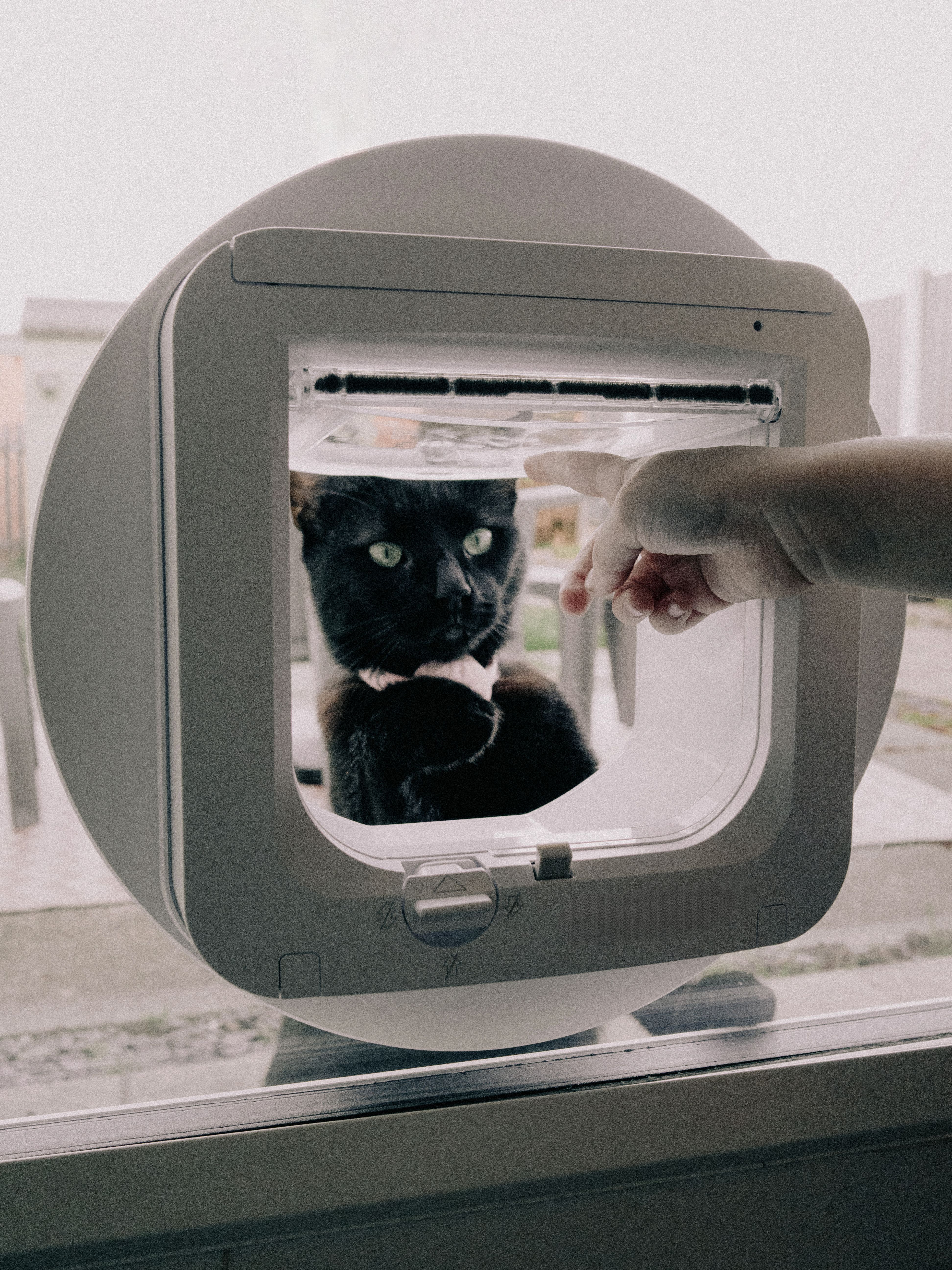 Chat passant par une chatière