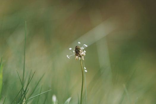 Delicate grass flower isolated in a lush green field showcasing nature's beauty.