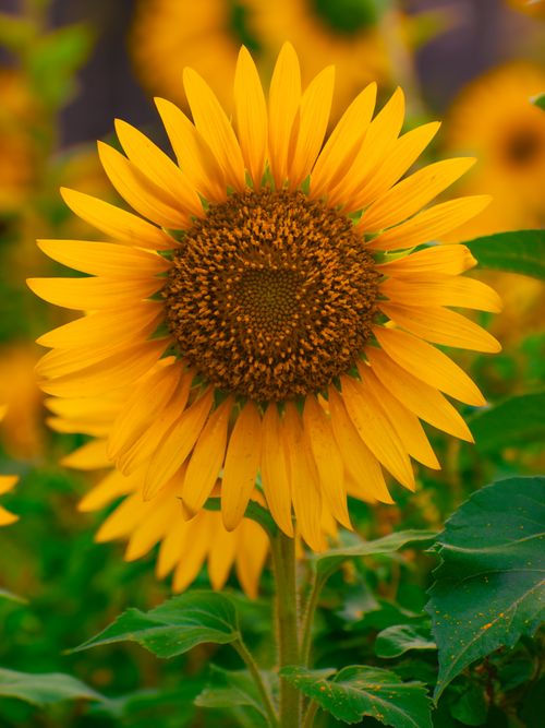 Free Close-up of a vibrant sunflower in full bloom amidst a sunflower field during summer. Stock Photo