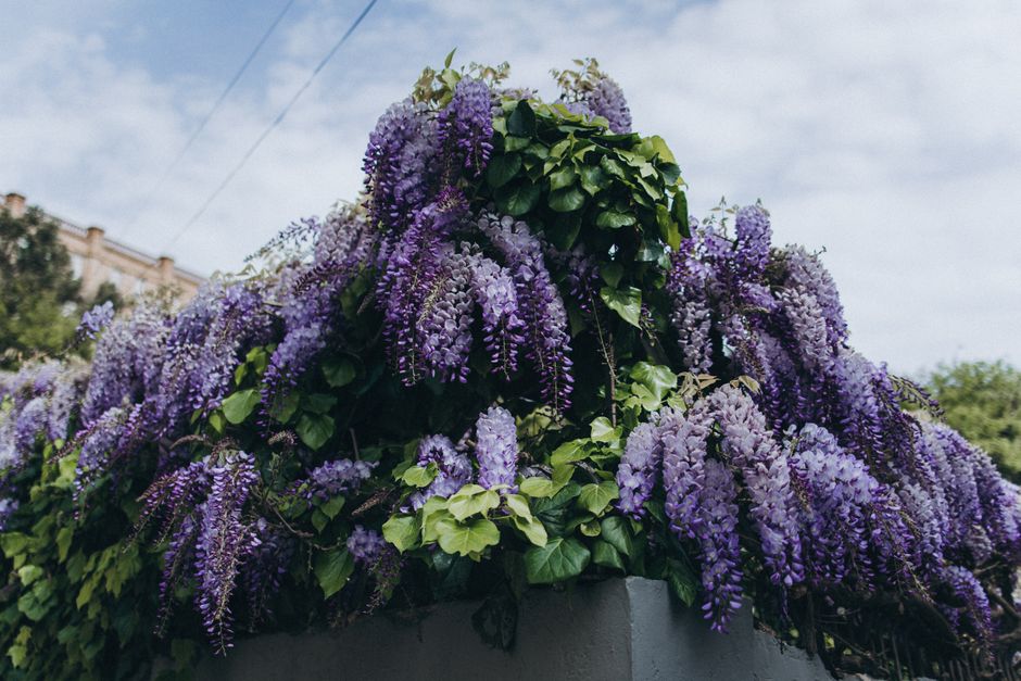 Stunning purple wisteria flowers cascade over a wall under a clear sky.