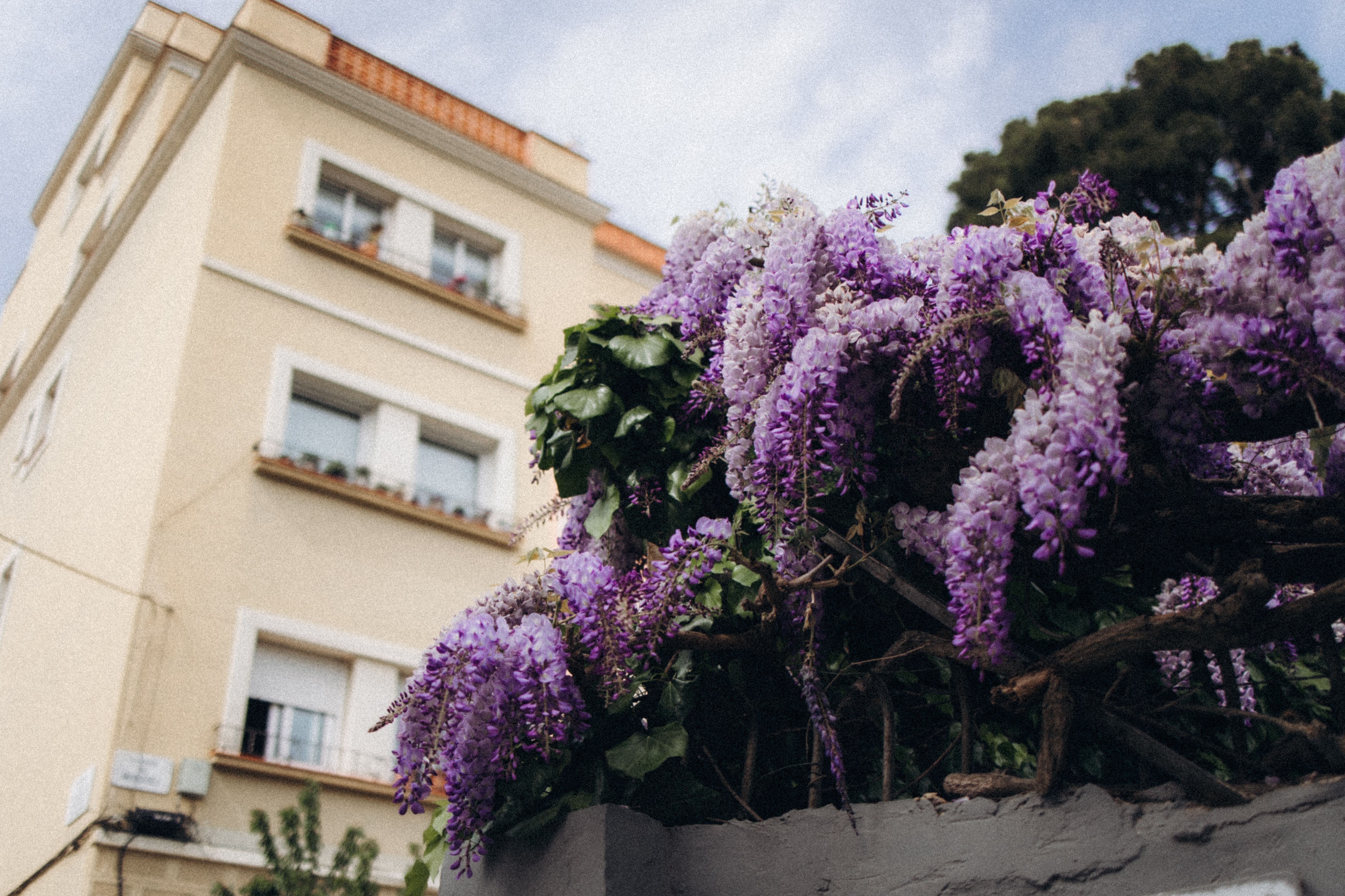 Purple Wisteria Blooms Against Urban Building  Free Stock Photo