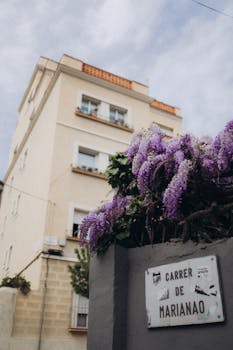Vibrant wisteria in full bloom against a residential building on Carrer de Marianao.