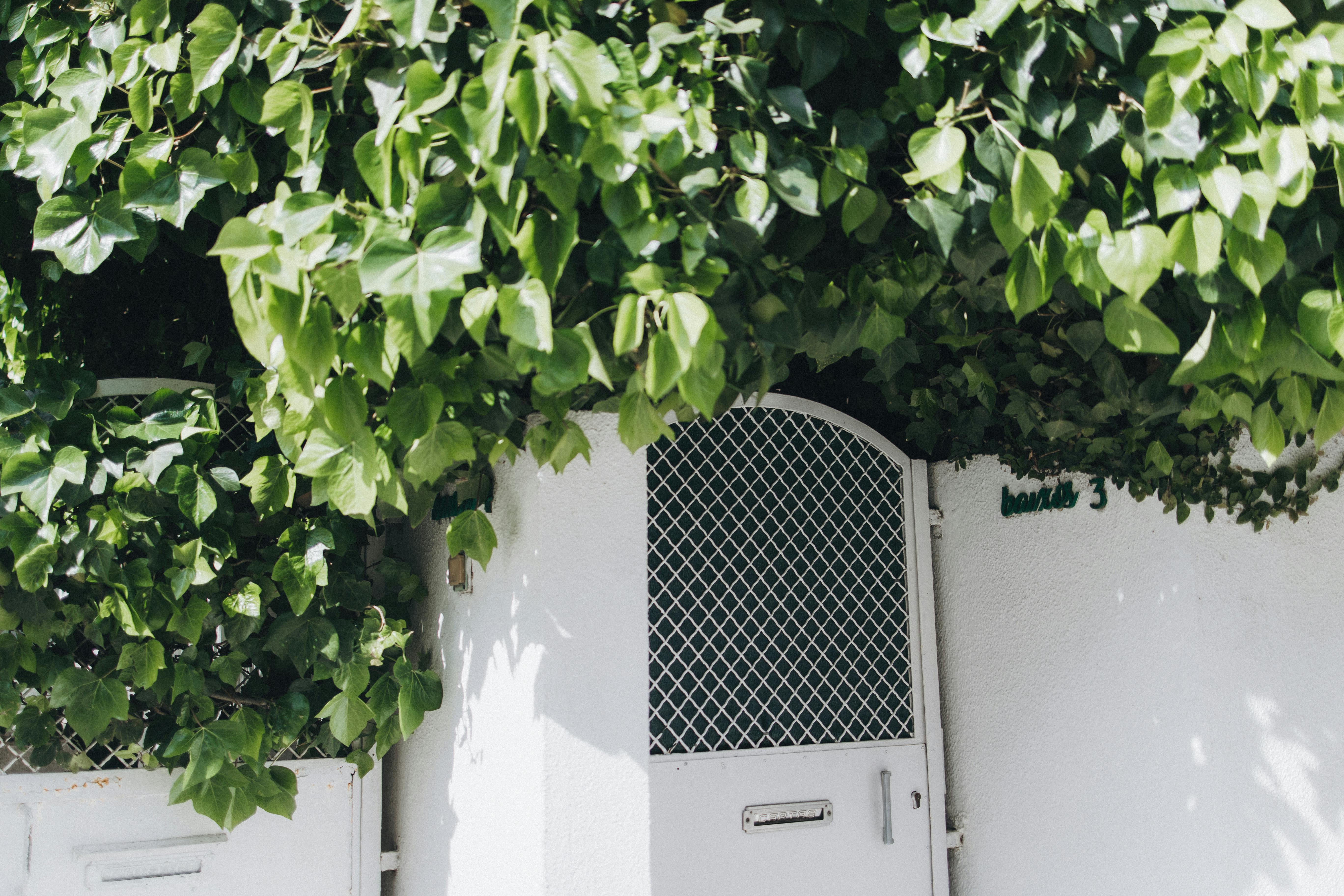 A white garden gate adorned with lush green leaves creating a serene, natural atmosphere.