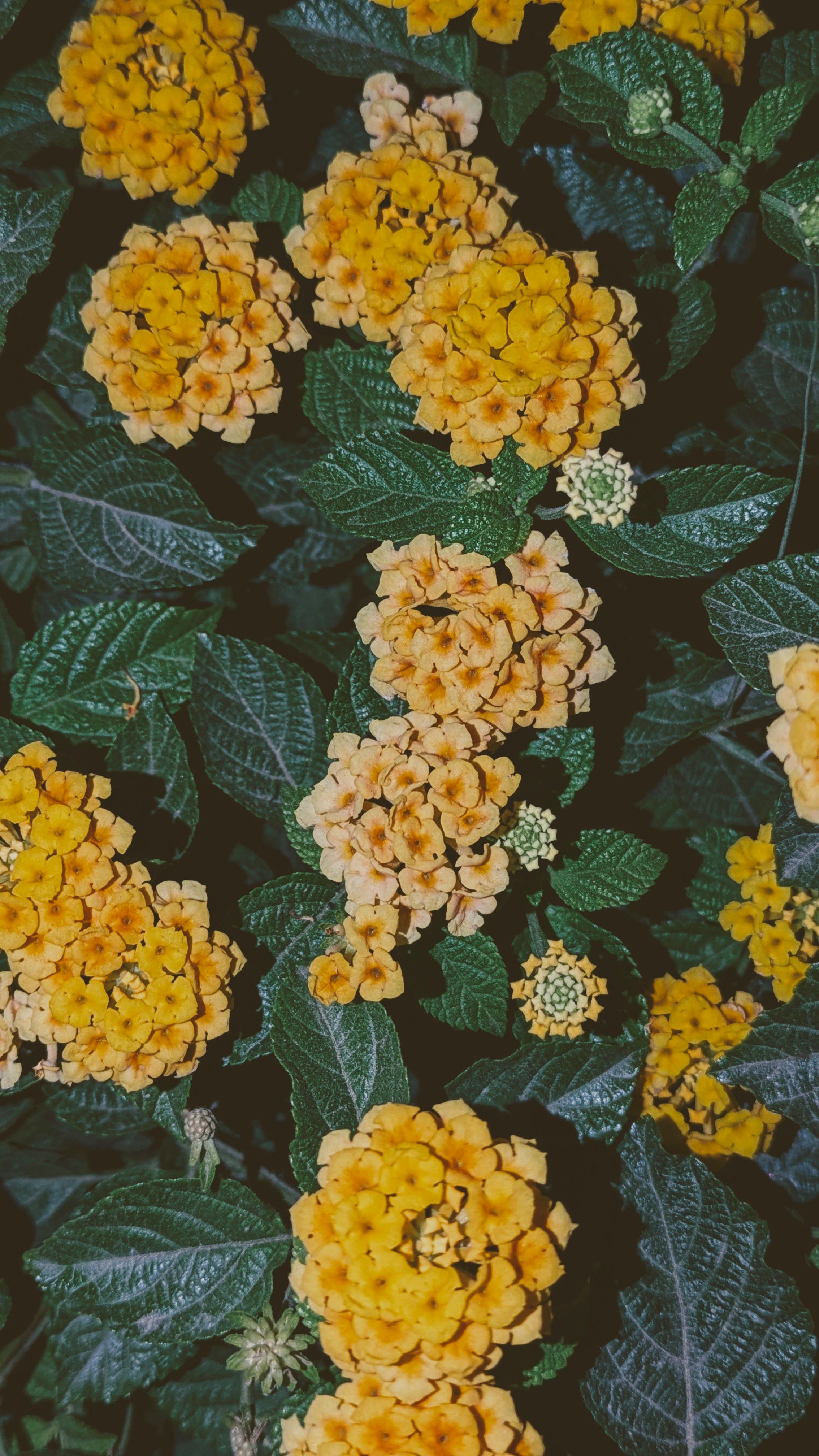 [ColoSach]-close-up-view-of-bright-yellow-lantana-camara-flowers-against-lush-green-leaves,-showcasing-a-bold-and-vivid-nature-scene.