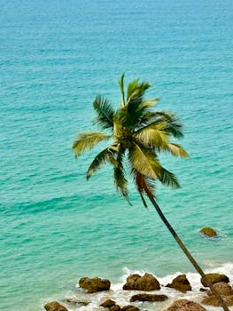 A leaning palm tree by a vibrant turquoise ocean with rocky shores.