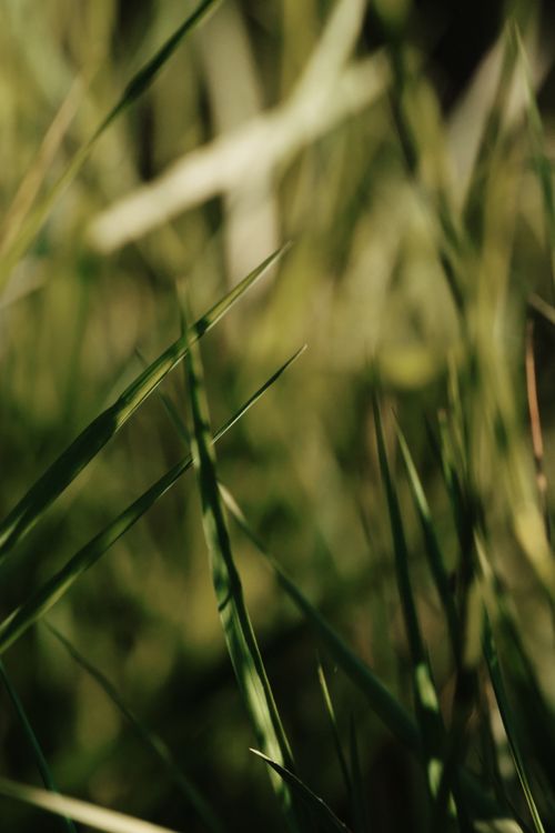 Free Vibrant close-up of lush green grass blades basking in warm sunlight, perfect for nature backgrounds. Stock Photo