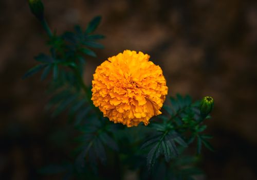 Free A close-up view of a bright yellow marigold flower against a natural backdrop in Thailand. Stock Photo