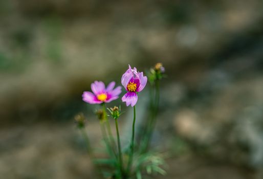 Bright pink cosmos flowers captured against a blurred natural background, highlighting their beauty.