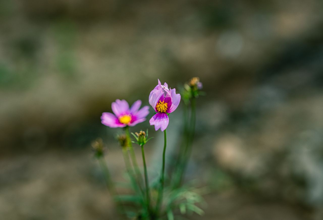 bright pink cosmos flowers captured against a blurred natural backgrou