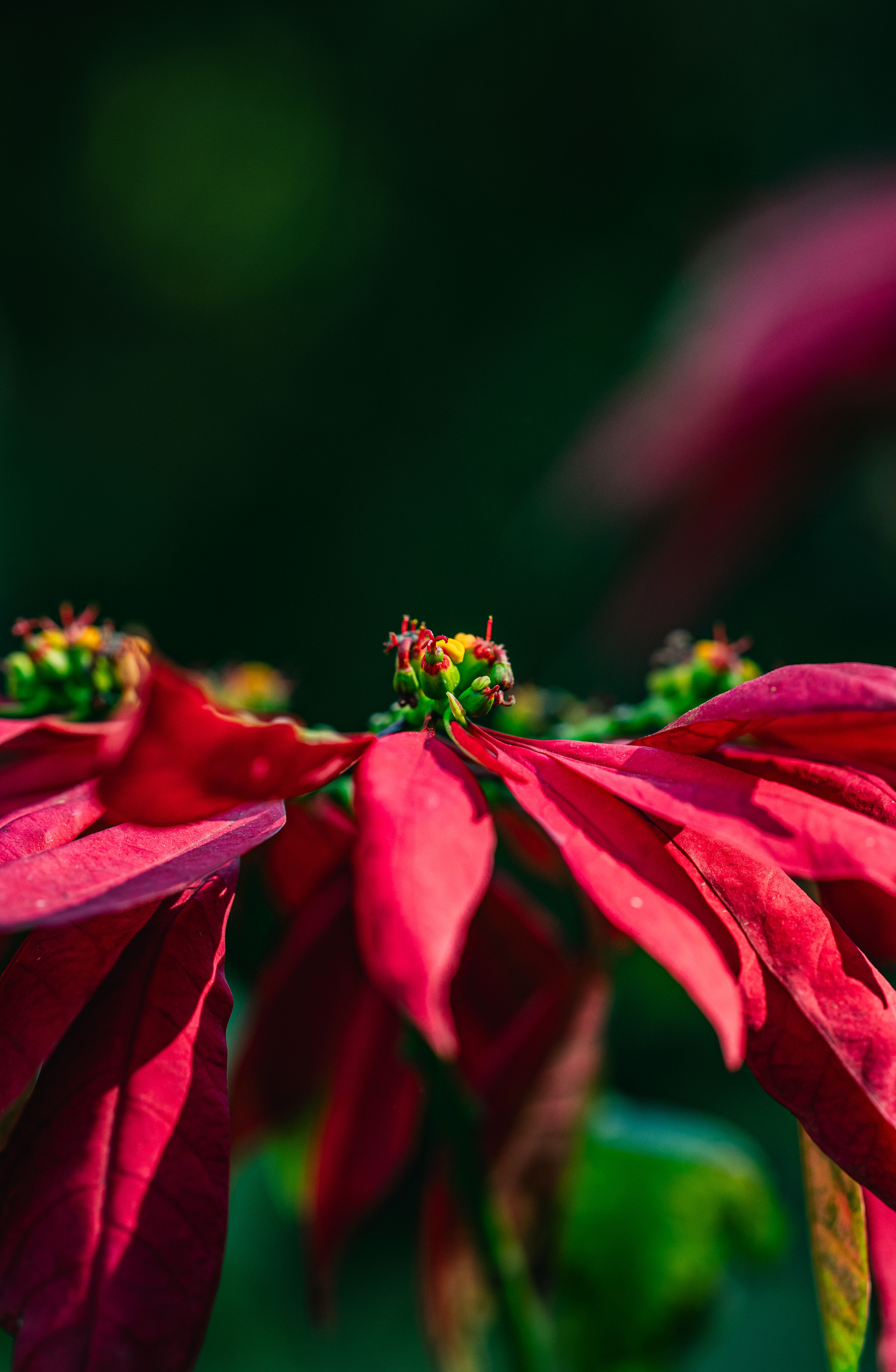 Close-up of a vibrant red poinsettia bloom with green foliage, captured in Thailand.