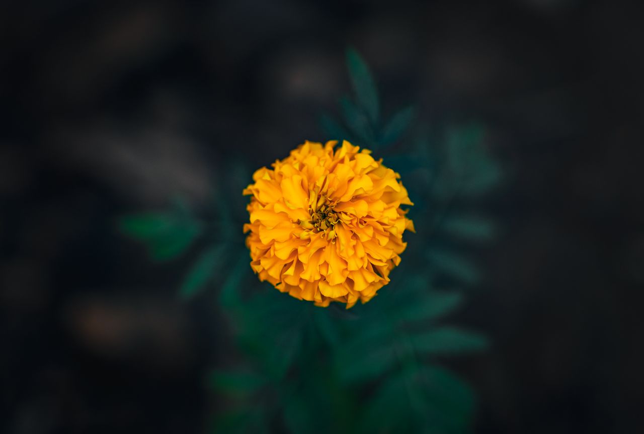 a vivid marigold flower photographed against a dark blurred background