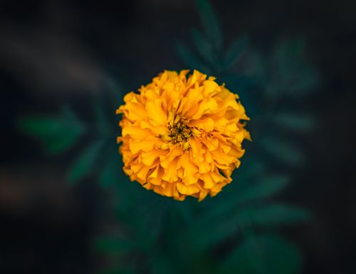 Free Close-up shot of a bright yellow marigold flower with dark background, taken outdoors in Thailand. Stock Photo