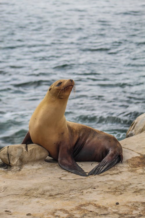 Imagine de stoc gratuită din animal, faună sălbatică, focă