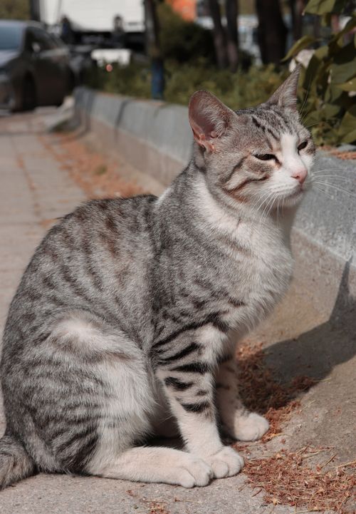 Free Charming tabby cat basking in the sun on a sidewalk, showcasing its beautiful striped fur. Stock Photo