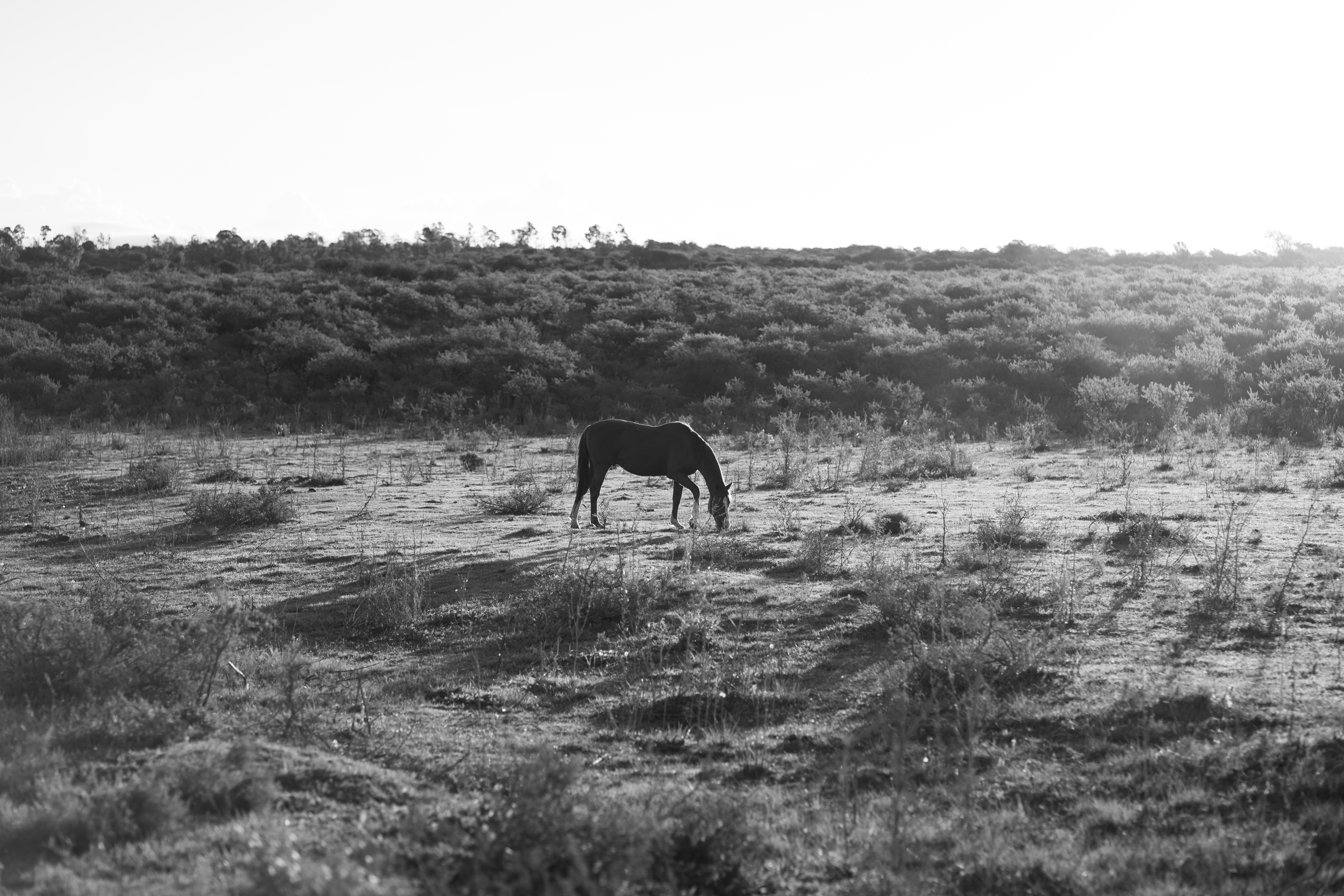 Gaucho on horseback at an Estancia in rural Argentina
