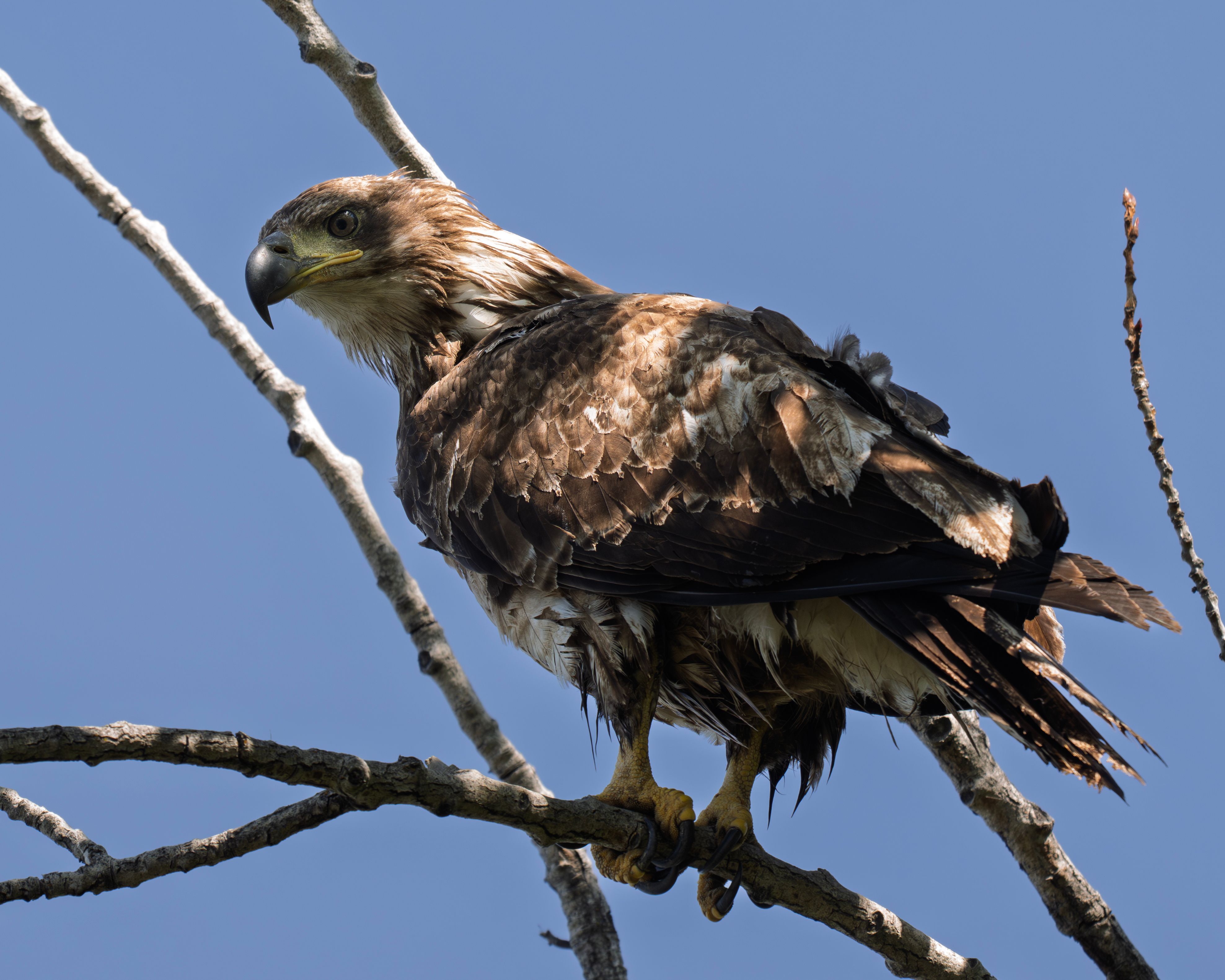 Close-up of an immature bald eagle perched on a tree branch against a clear blue sky in East Wenatchee, Washington.