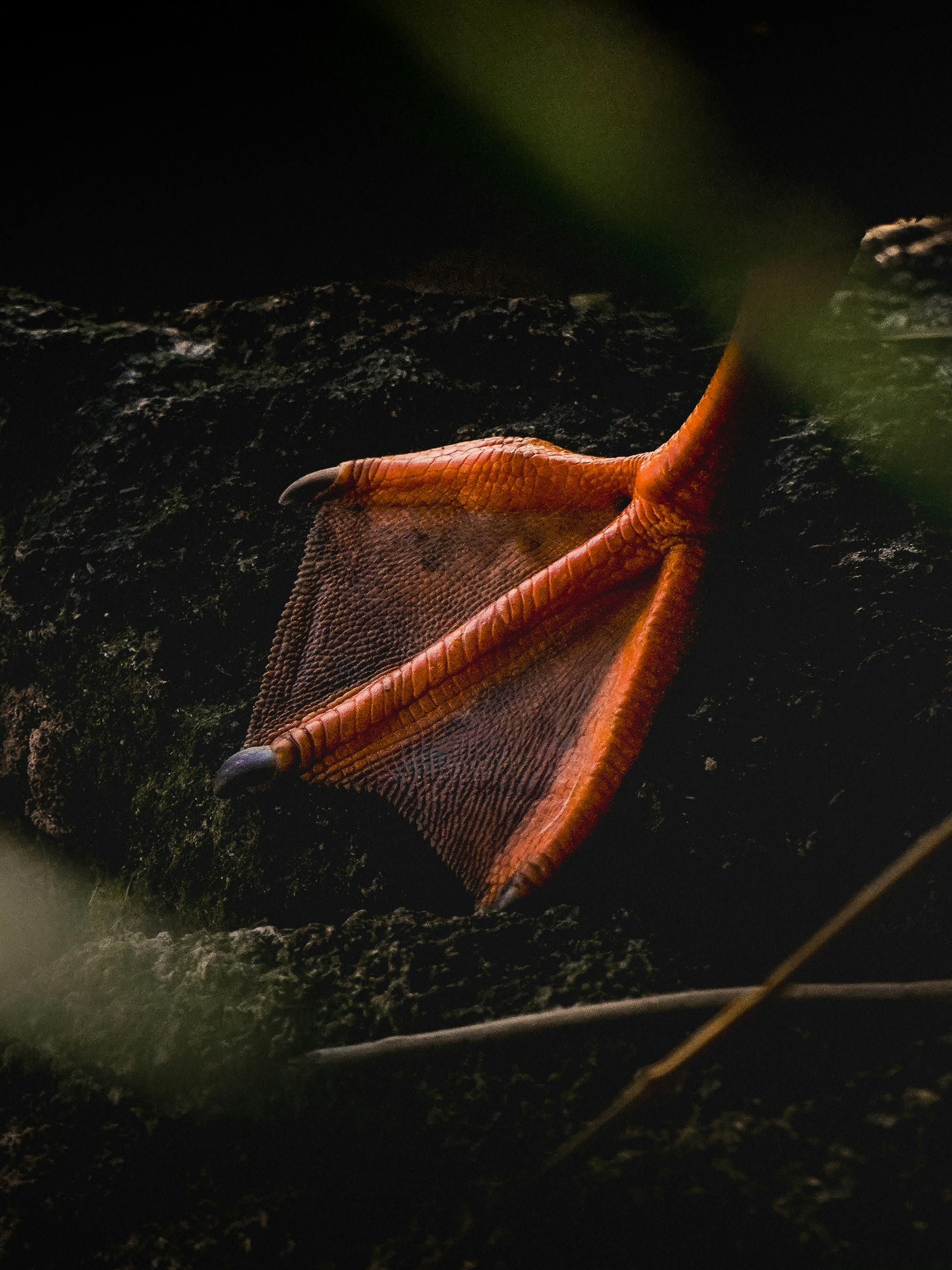 Omegle+Feet Photos, Download The BEST Free Omegle+Feet Stock Photos & HD Images