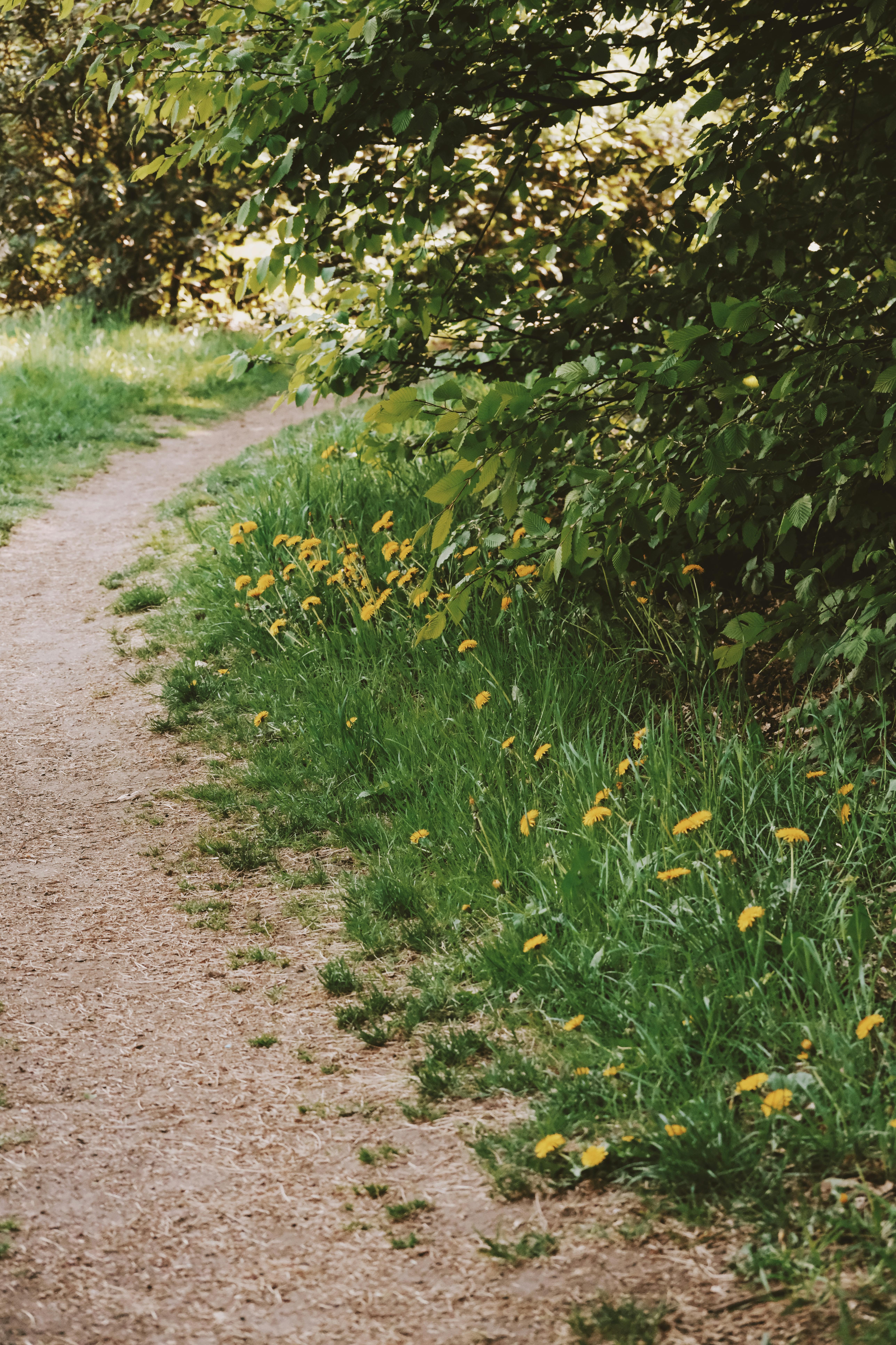 Serene outdoor scene of a winding path lined with dandelions and lush greenery.