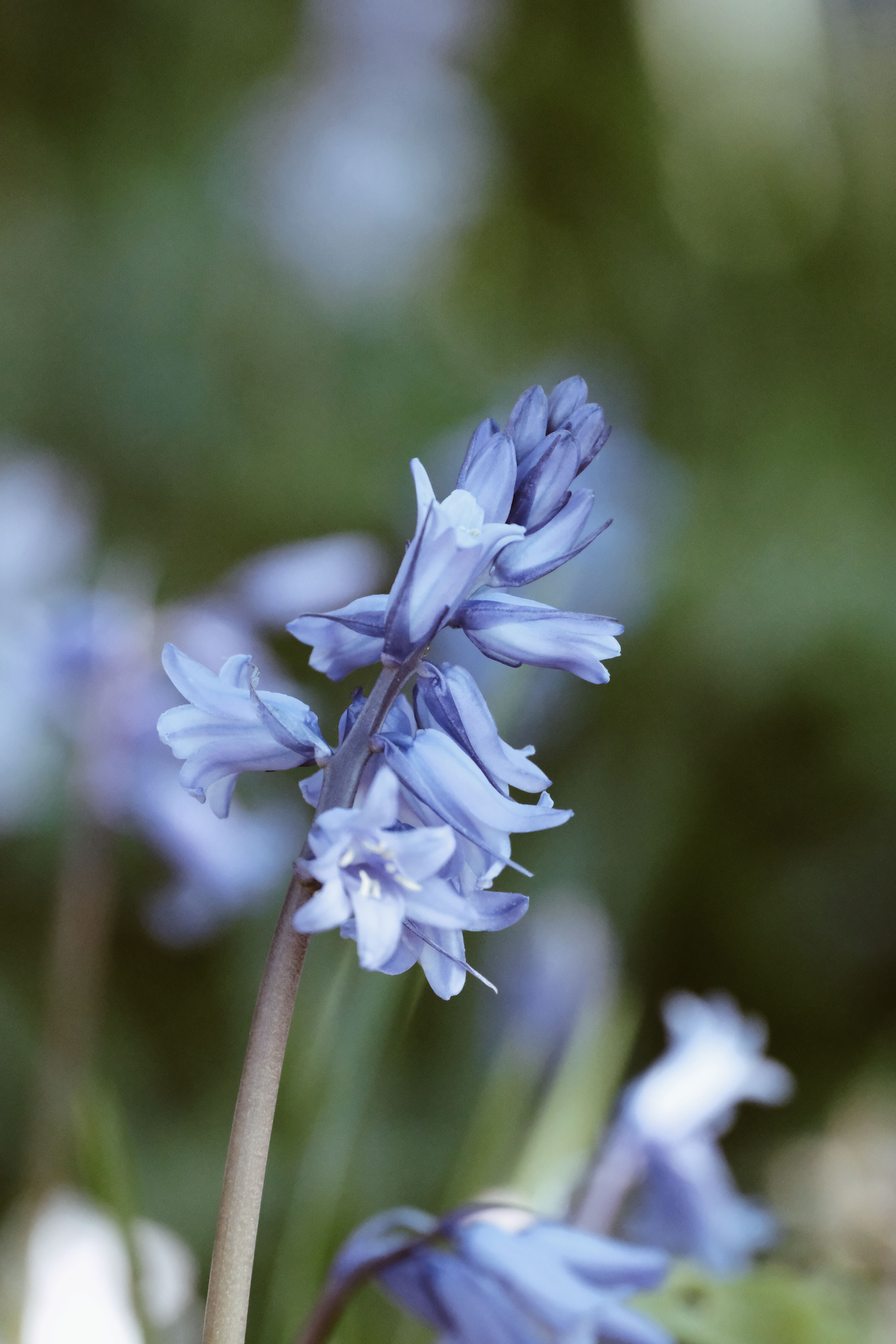 Close-Up of Bluebell Flowers in Bloom Outdoors · Free Stock Photo