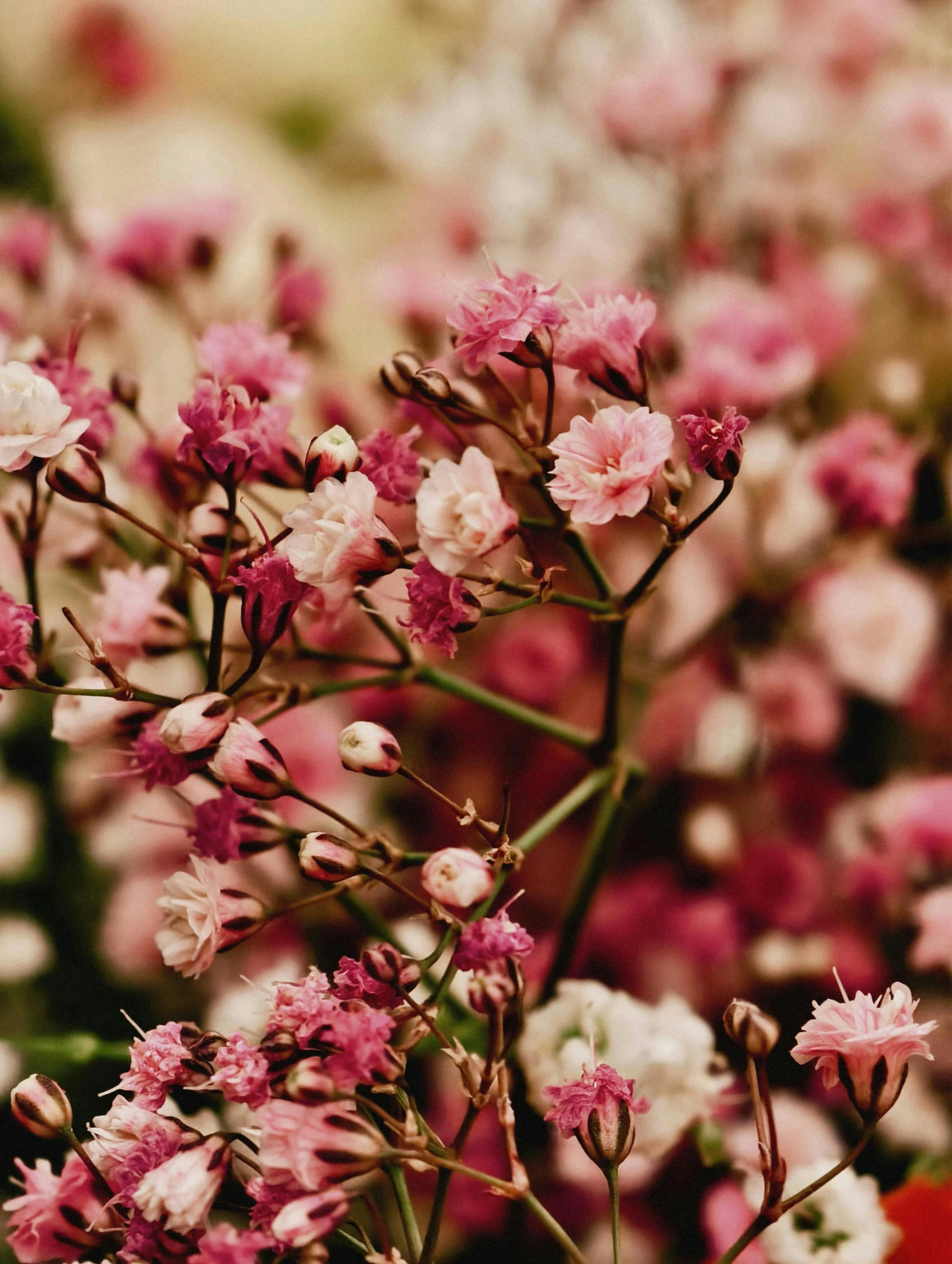 Spring Pink Flowers Background\u200b | Gallery Yopriceville - High-Quality Free  Images and Transparent PNG Clipart, image size:3072x4080