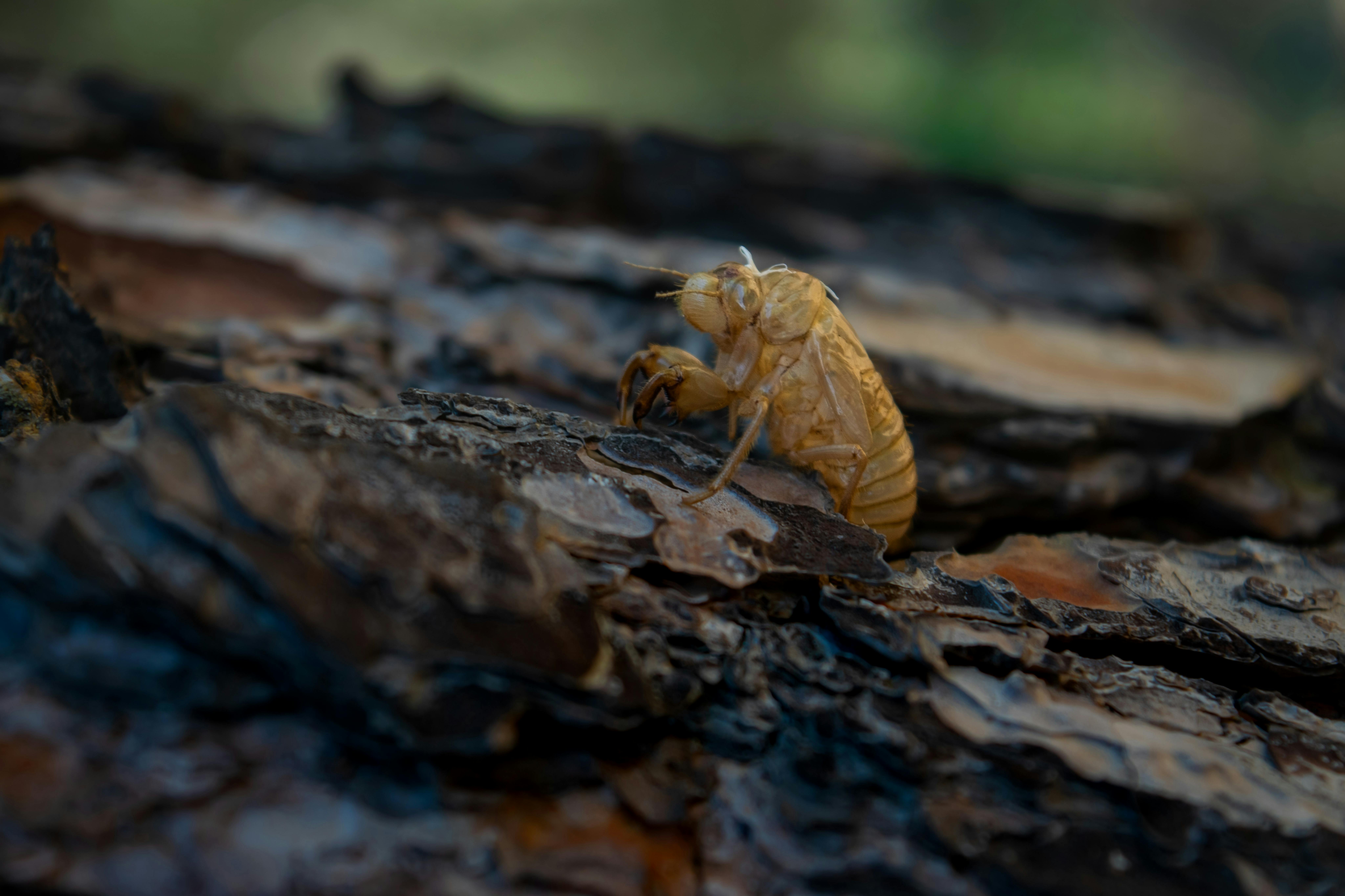 Mejor Vodka: Comparativa 2021